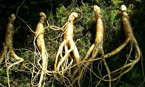 1 ginseng 641890 1920 jpg jpeg