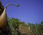 Arborii de sticlă sau trandafirii deşertului din Insula Socotra Yemen Foto Anthony Pappone - Getty