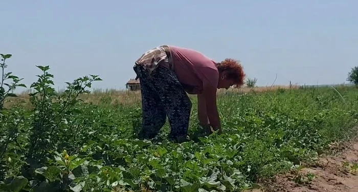 Zilierii și fermierii muncesc în câmp, chiar și la peste 40 grade Celsius FOTO: Adevărul