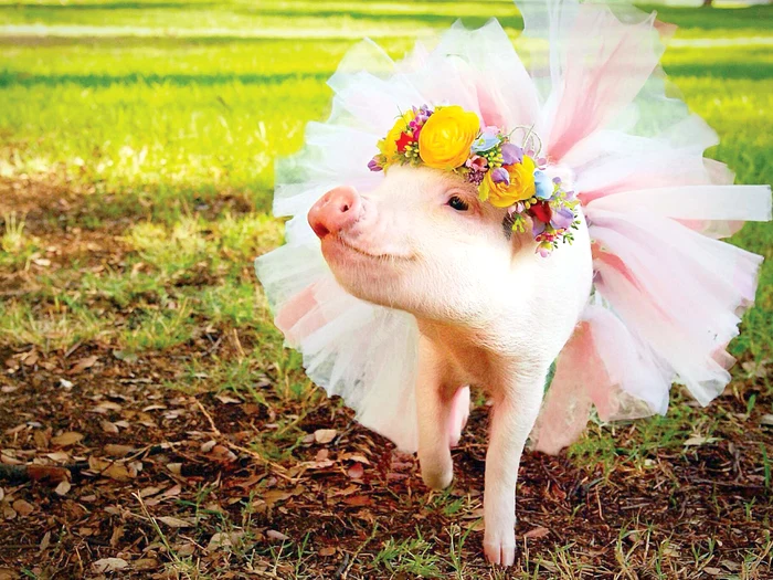 
    şi se distrează!Foto: Photoland/Caters  