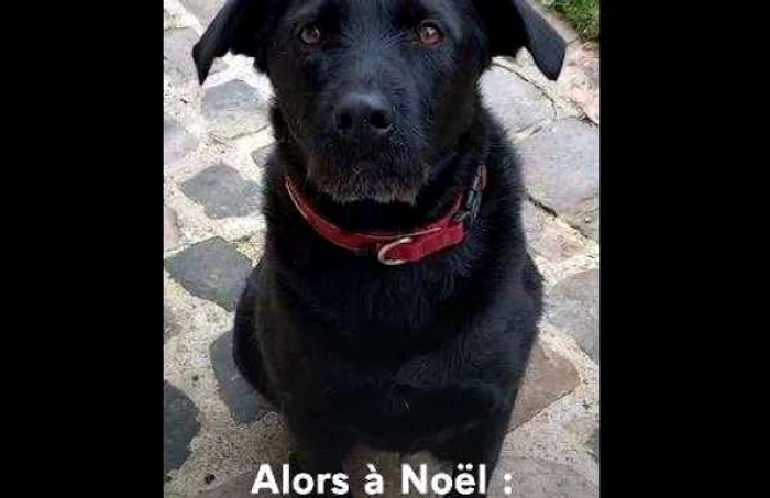 Nemo