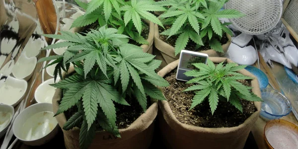 Cannabis. FOTO www.icmag.com