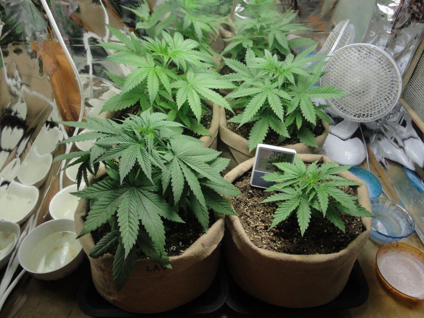 Descoperire de marijuana în locuința din Glodeanu Siliștea. Traficanții au fost reținuți.