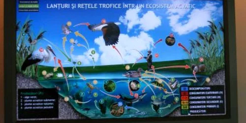 Lanţuri şi reţele trofice într-un ecosistem acvatic