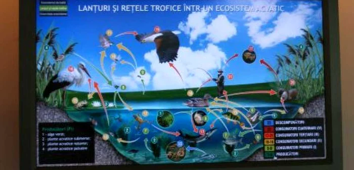 Lanţuri şi reţele trofice într-un ecosistem acvatic