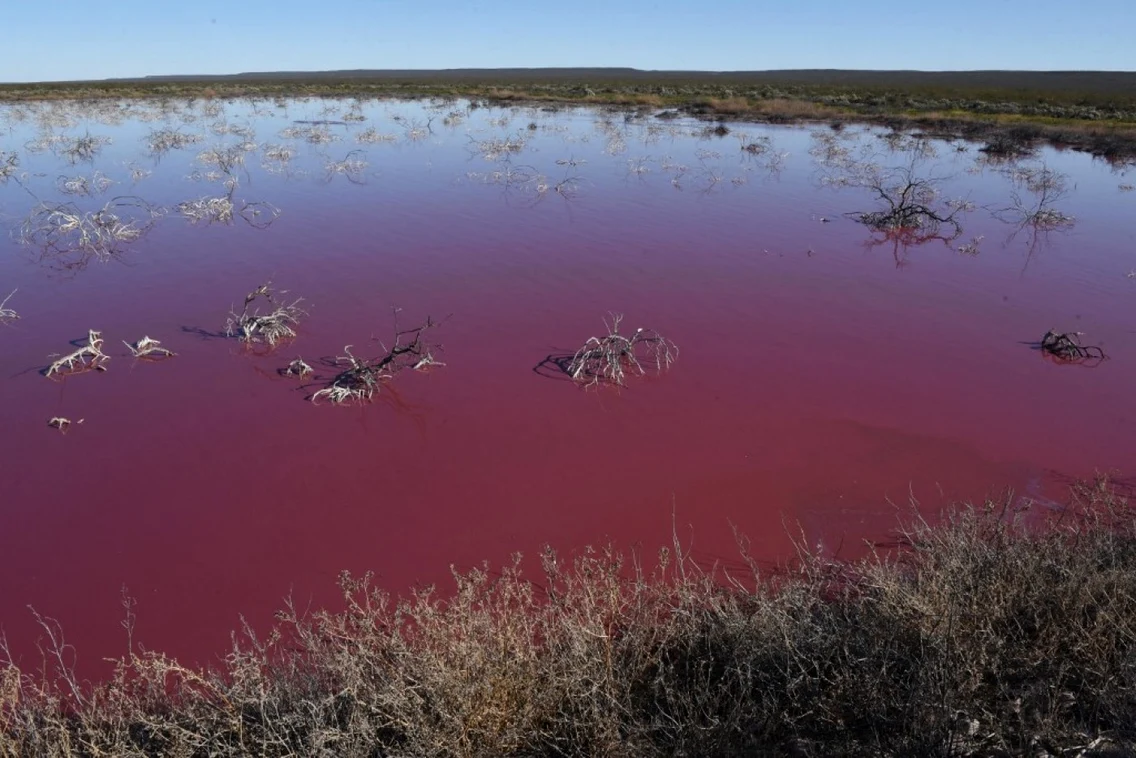 Au colorat laguna Trelew din Argentina in roz pentru a conserva creveţii. FOTO AFP
