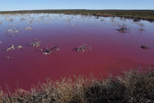 Au colorat laguna Trelew din Argentina in roz pentru a conserva creveţii. FOTO AFP