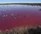 Au colorat laguna Trelew din Argentina in roz pentru a conserva creveţii. FOTO AFP