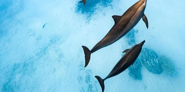 Înotul cu delfinii una dintre atracţiile staţiunii Sharm el Sheikh - Egipt din Marea Roşie Foto Adevărul - credit Nader Nabhan