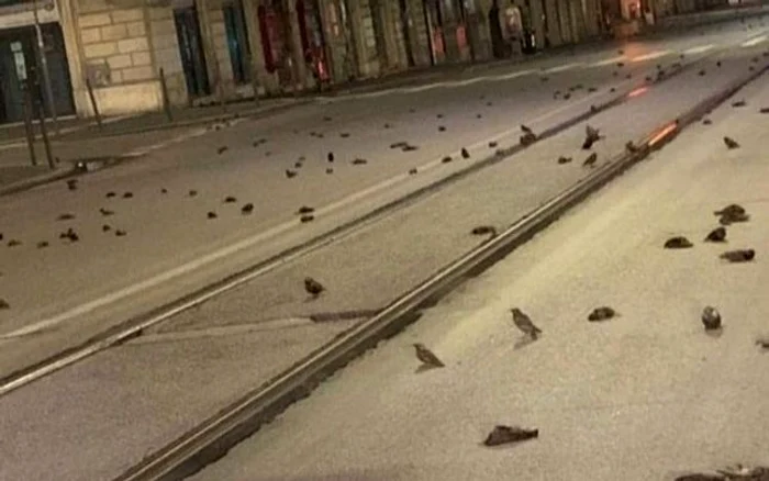 Mii de păsări au murit la Roma după focurile de artificii de la sfârșitul anului 2020