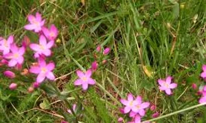 fierea pamantului click ro  jpeg