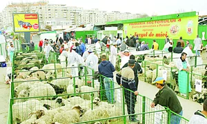 Bucureştenii aleg mielul din cele  35 de ţarcuri special amenajate  în piaţa Apărătorii Patriei jpeg