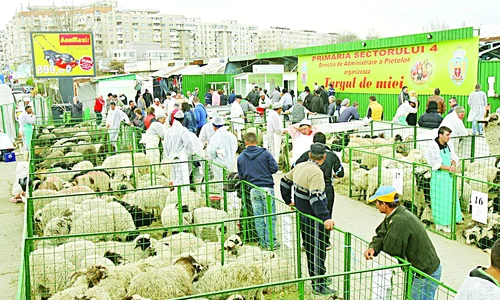 Bucureştenii aleg mielul din cele  35 de ţarcuri special amenajate  în piaţa Apărătorii Patriei jpeg