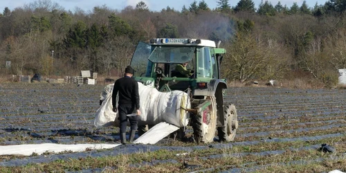 Ferma de căpşuni şi sparanghel Leicht din Eggenstein-Leopoldshafen - Germania la care lucrează şi români Foto Alexander Werner - BNN