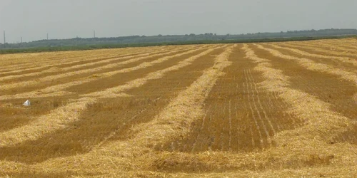 Agricultura este baza economiei Republicii Moldova