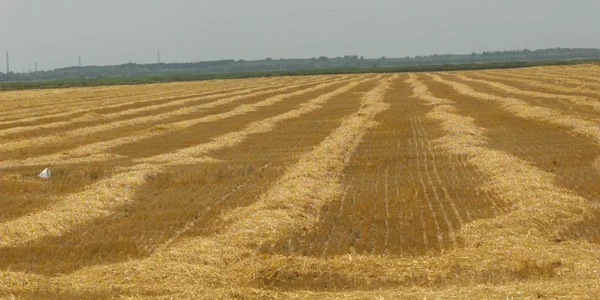 Agricultura este baza economiei Republicii Moldova