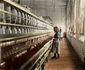 copii angajati in mine si fabrici foto Lewis Hine
