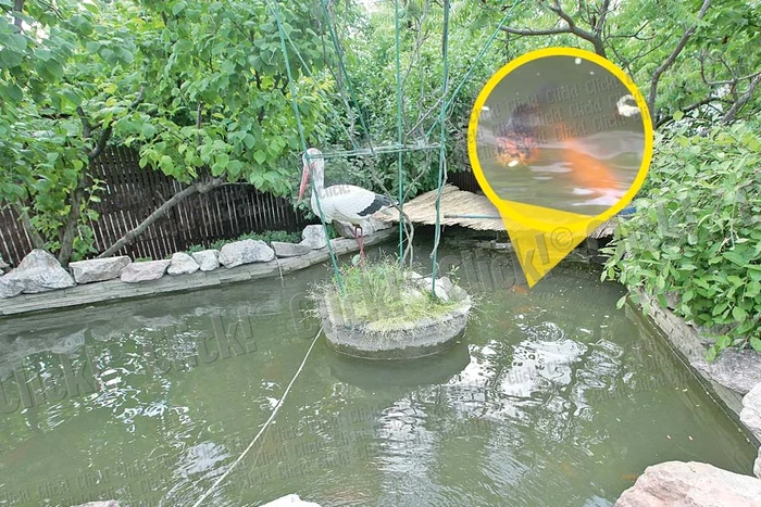 Păunii sunt vedetele grădinii zoologice din Comuna Roşu (Fotografii: Dorin Constanda / Sever Gheorghe)