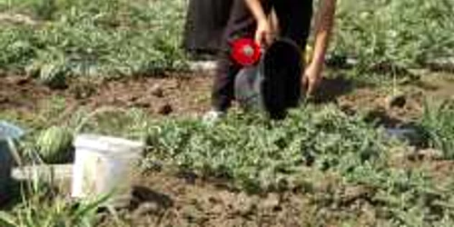 lubenite de braniste foto corina macavei 