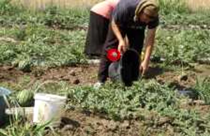 Agricultorii din Branişte, afectaţi de secetă FOTO Corina Macavei