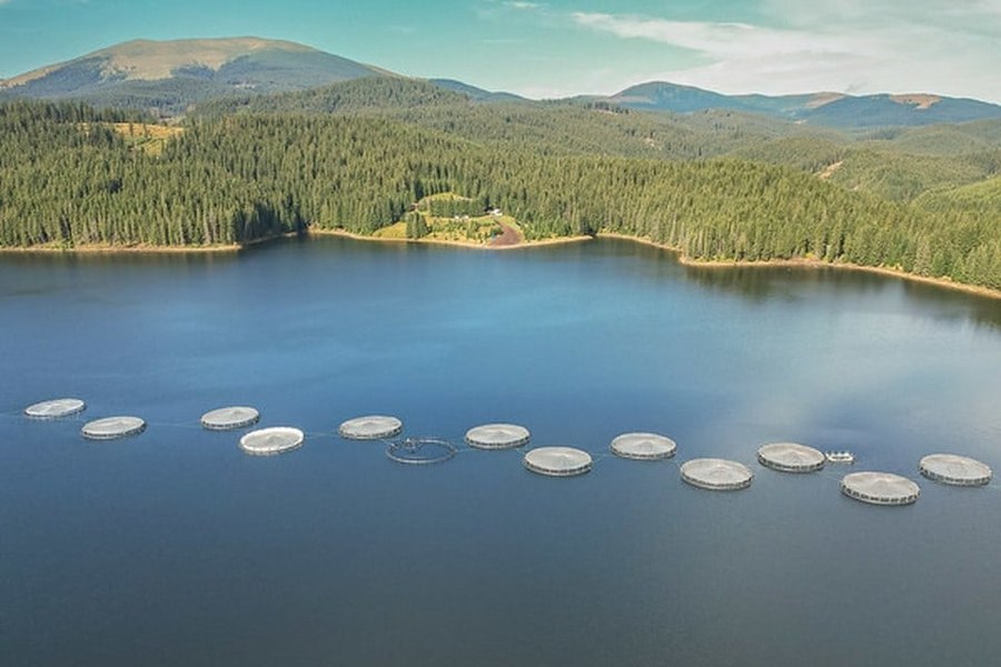 Păstrăvărie pe Oașa, un mare lac de acumulare din România. Producția destinat exclusiv unui lanț de hypermarketuri