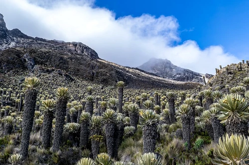 Parques Nacionales Naturales de Colombia FOTO Shutterstock