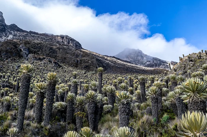 Parques Nacionales Naturales de Colombia FOTO Shutterstock