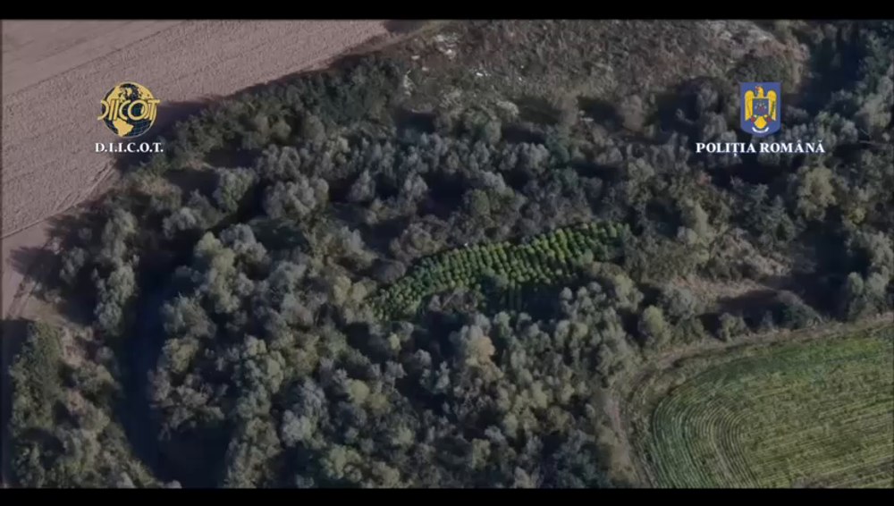 Cultură uriaș de cannabis, înființată în mijlocul unei păduri. „Fermierii“ erau extrem de bine organizați VIDEO 
