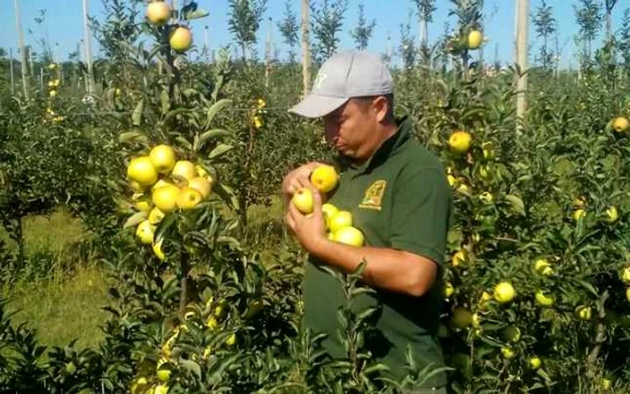 Merele produse în Olt nu ajung, din păcate, în magazinele româneşti FOTO: Facebook/Marin Şerban