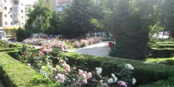 Botoşani: Amendat cu 500 de lei pentru că a rupt florile de pe domeniul public