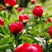 Bujori FOTO Agrointeligenţa