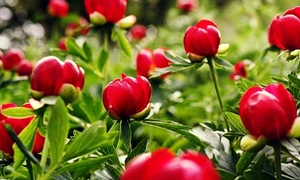 Bujori FOTO Agrointeligenţa