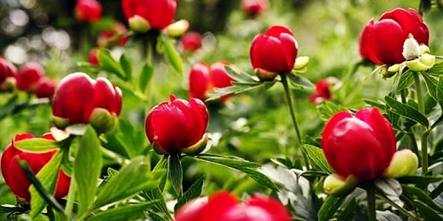 Bujori FOTO Agrointeligenţa