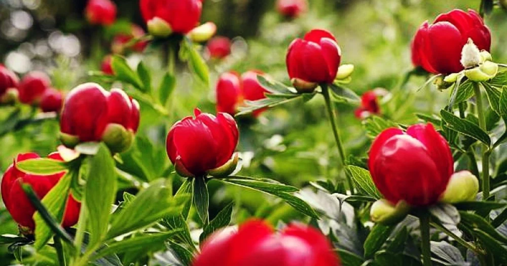 În vreme ce lumea era la Înviere, cinci bucureșteni au furat bujori de 20.000 de euro dintr-o seră