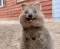 Quokka 3 jpeg