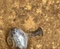 Morminte și vestigii romane descoperite la Agigea 
