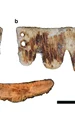 Puntea dentară din secolul al XIX-lea descoperită în Portugalia (© Vassallo et al., International Journal of Osteoarchaeology, 2026)