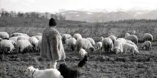 ciobani in retezat foto joseph horvath