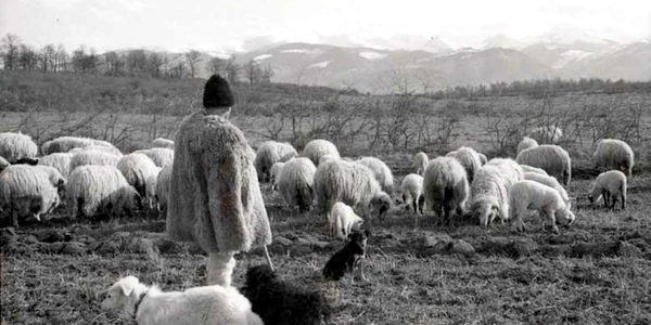 ciobani in retezat foto joseph horvath