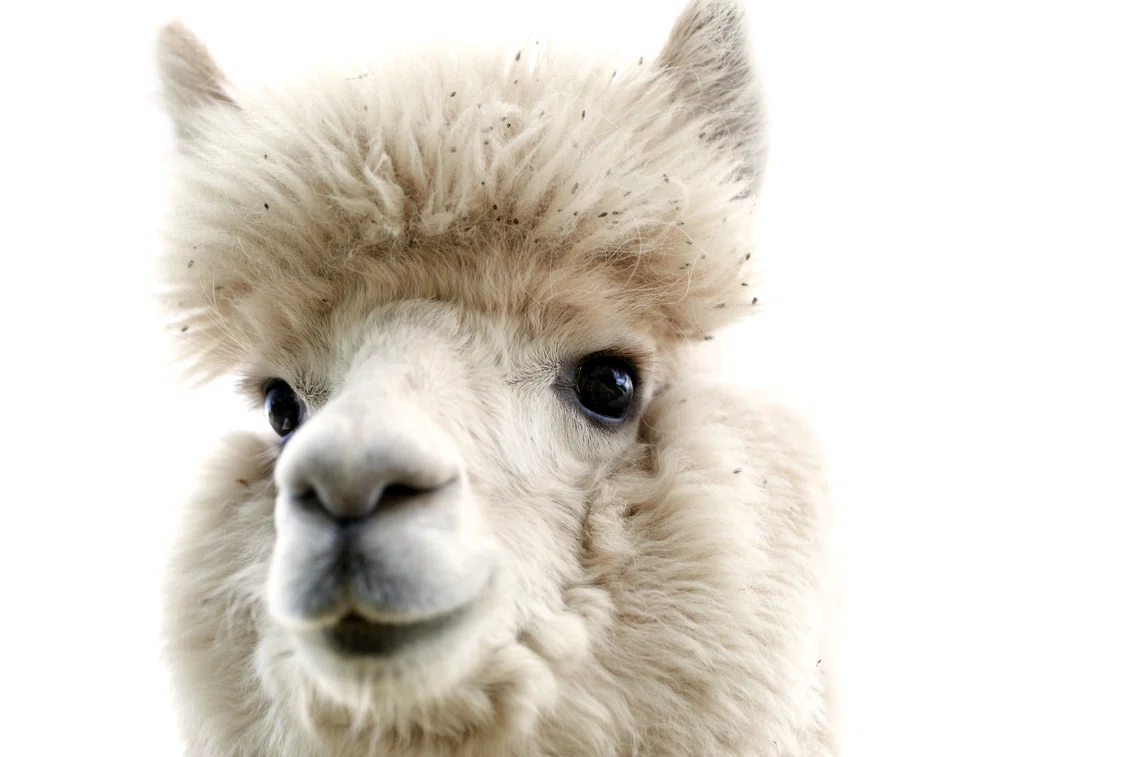2 alpaca 206292634 jpg jpeg