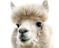 2 alpaca 206292634 jpg jpeg