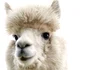 2 alpaca 206292634 jpg jpeg