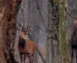 septimiu bizo fotograf wild life cluj foto arhiva personala