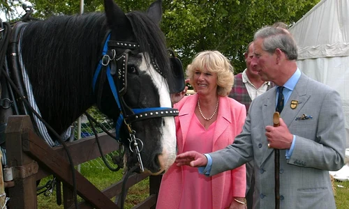 charles si cami 8 profi jpg