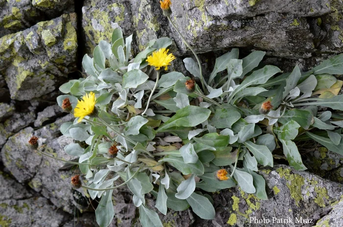 Planta Andryala laevitomentosa pe o stâncă