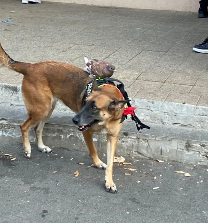 Câinele care a devenit viral pe rețelele sociale / Foto: TikTok