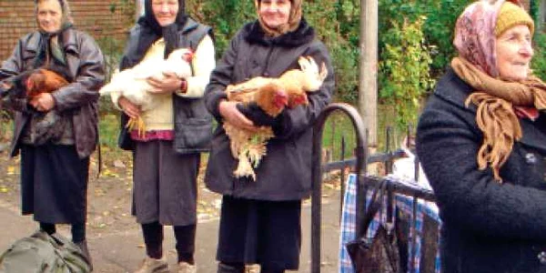 Judeţ cu judeţ: Pentru Crăciun, Direcţia Silvică Braşov va tăia 1.500 de brazi.