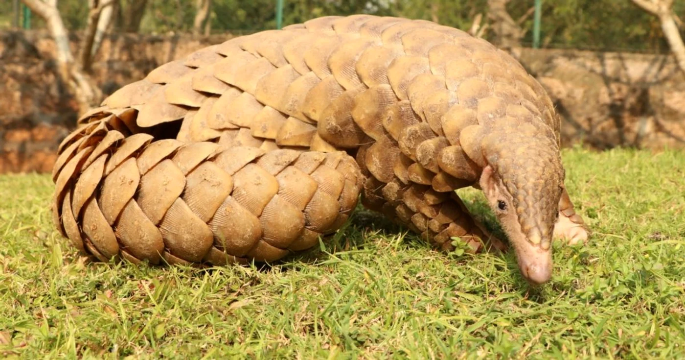 Pangolin FOTO Shutterstock 
