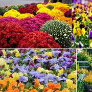 Flori perfecte pentru toamnă Colaj Millcreek Gardens dms jpg