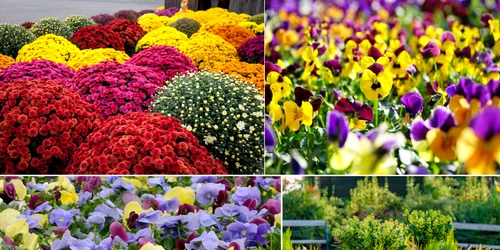 Flori perfecte pentru toamnă Colaj Millcreek Gardens dms jpg